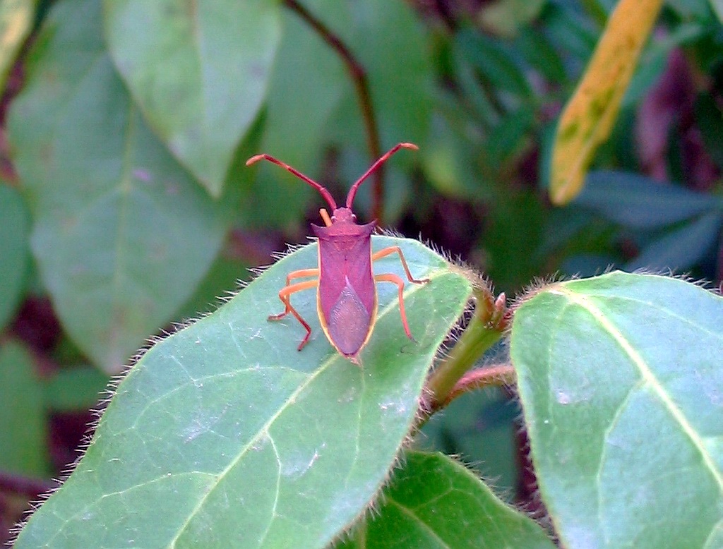 Tre Coreidi: Gonocerus & Centrocoris